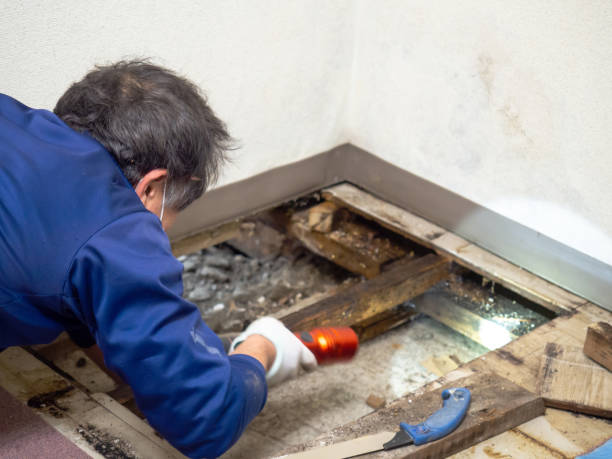 Best Commercial Mold Removal  in Frankfort, IL