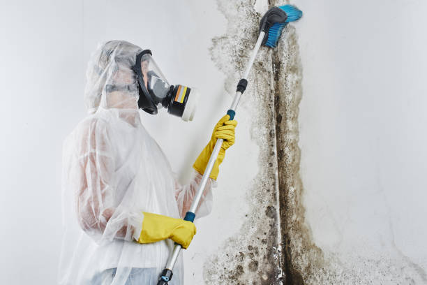 Best Toxic Mold Removal  in Frankfort, IL