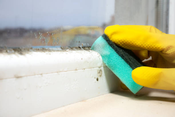 Best Mold Damage Repair  in Frankfort, IL