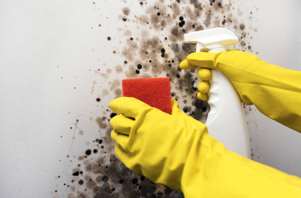 Best Black Mold Removal  in Frankfort, IL
